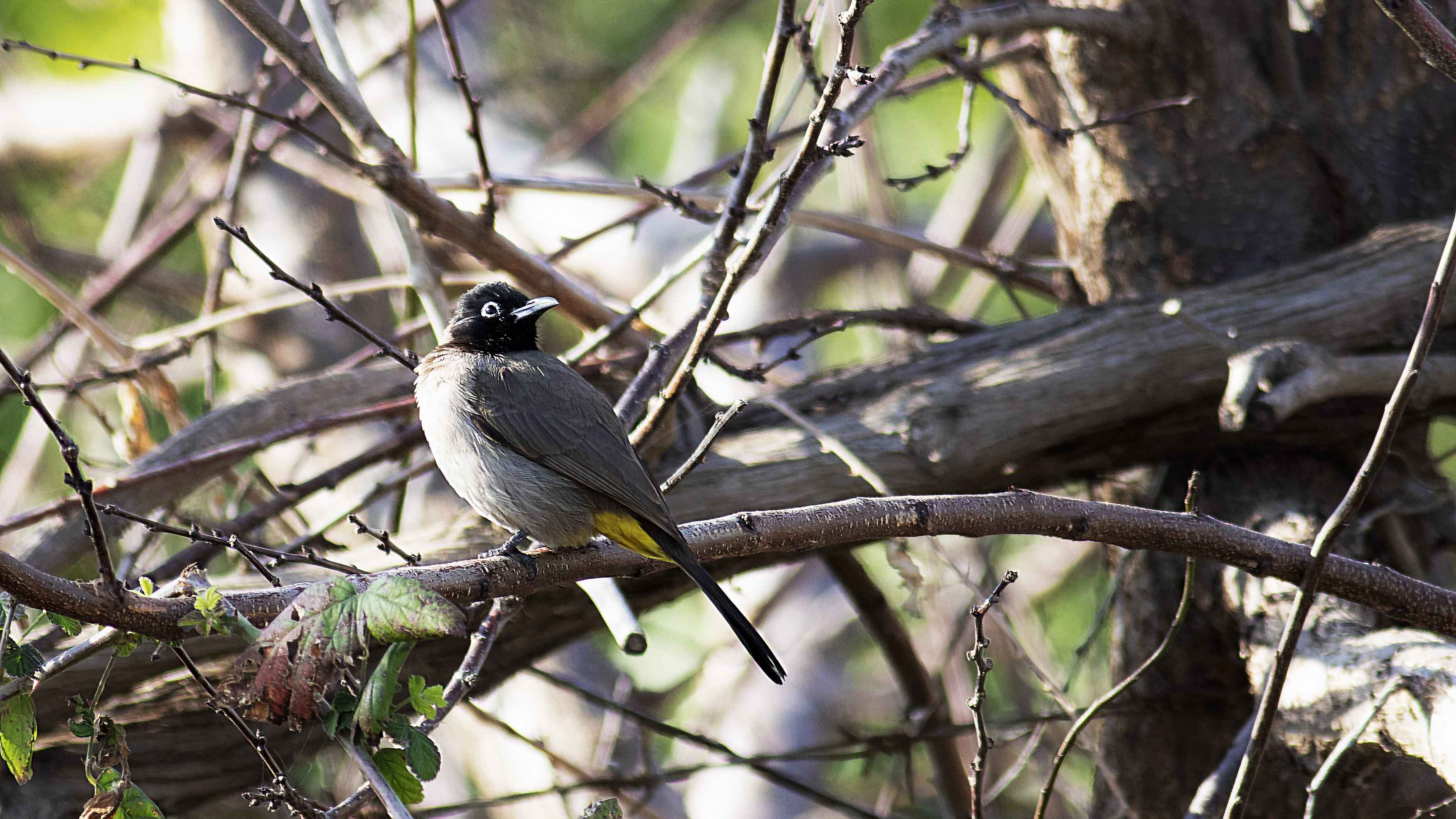 White-spectacled Bulbul