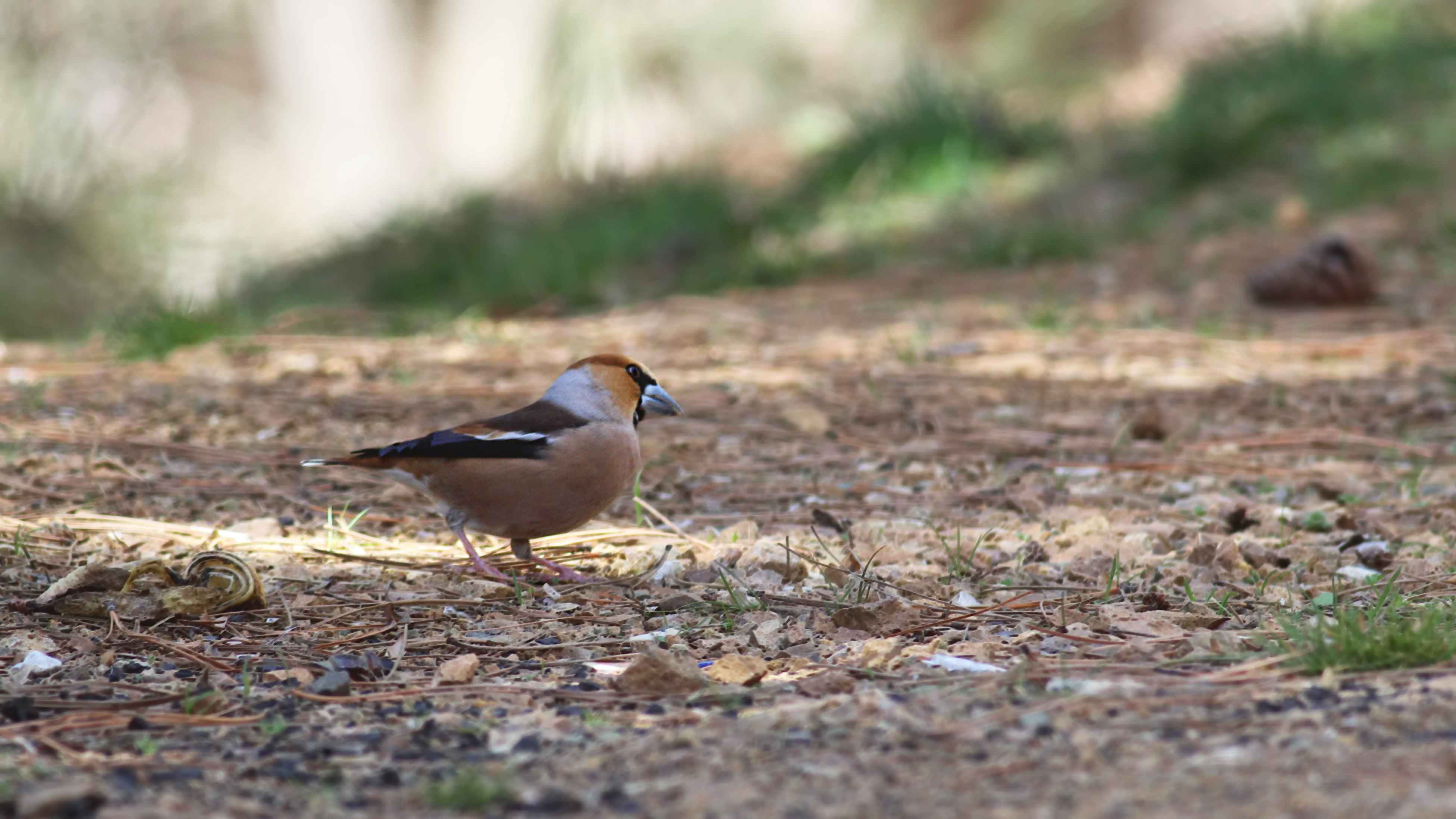 Hawfinch