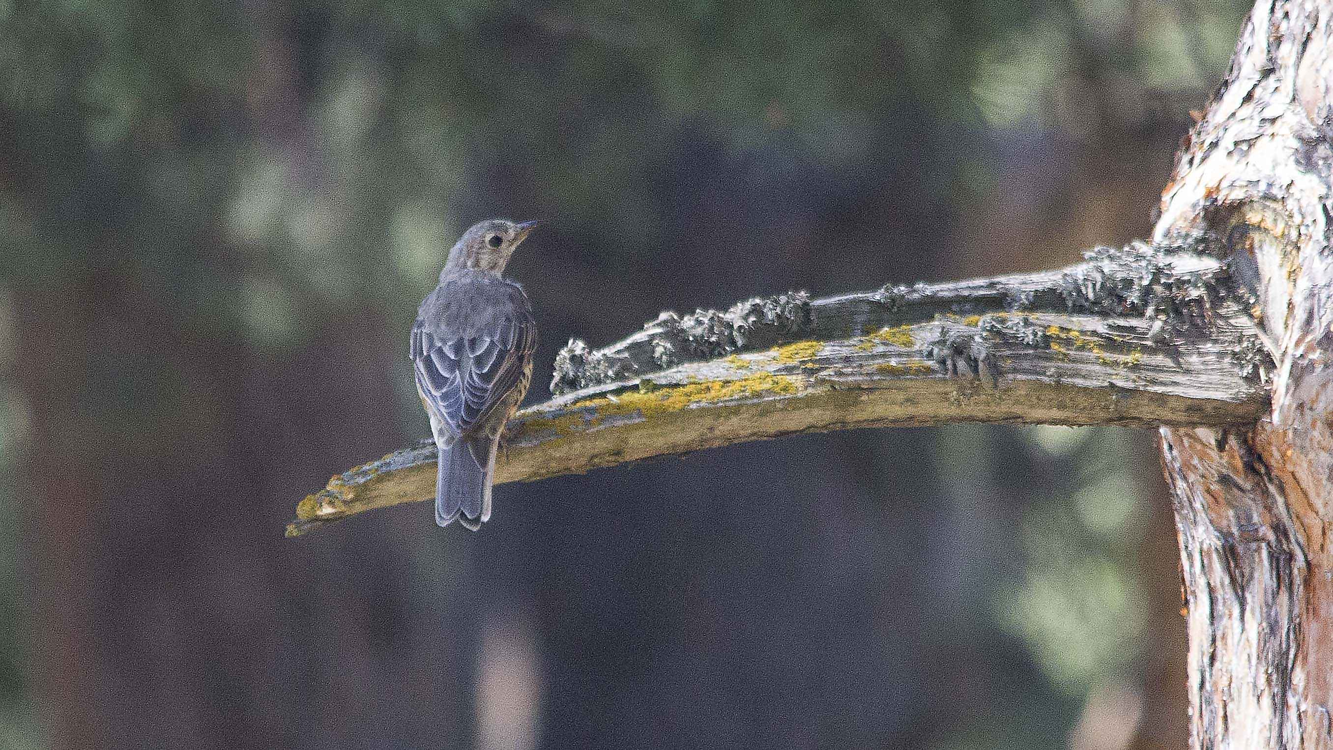 Mistle Thrush