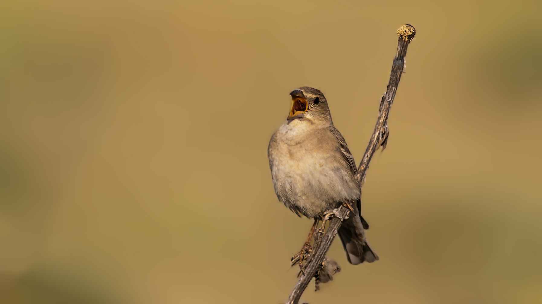 Pale Rockfinch