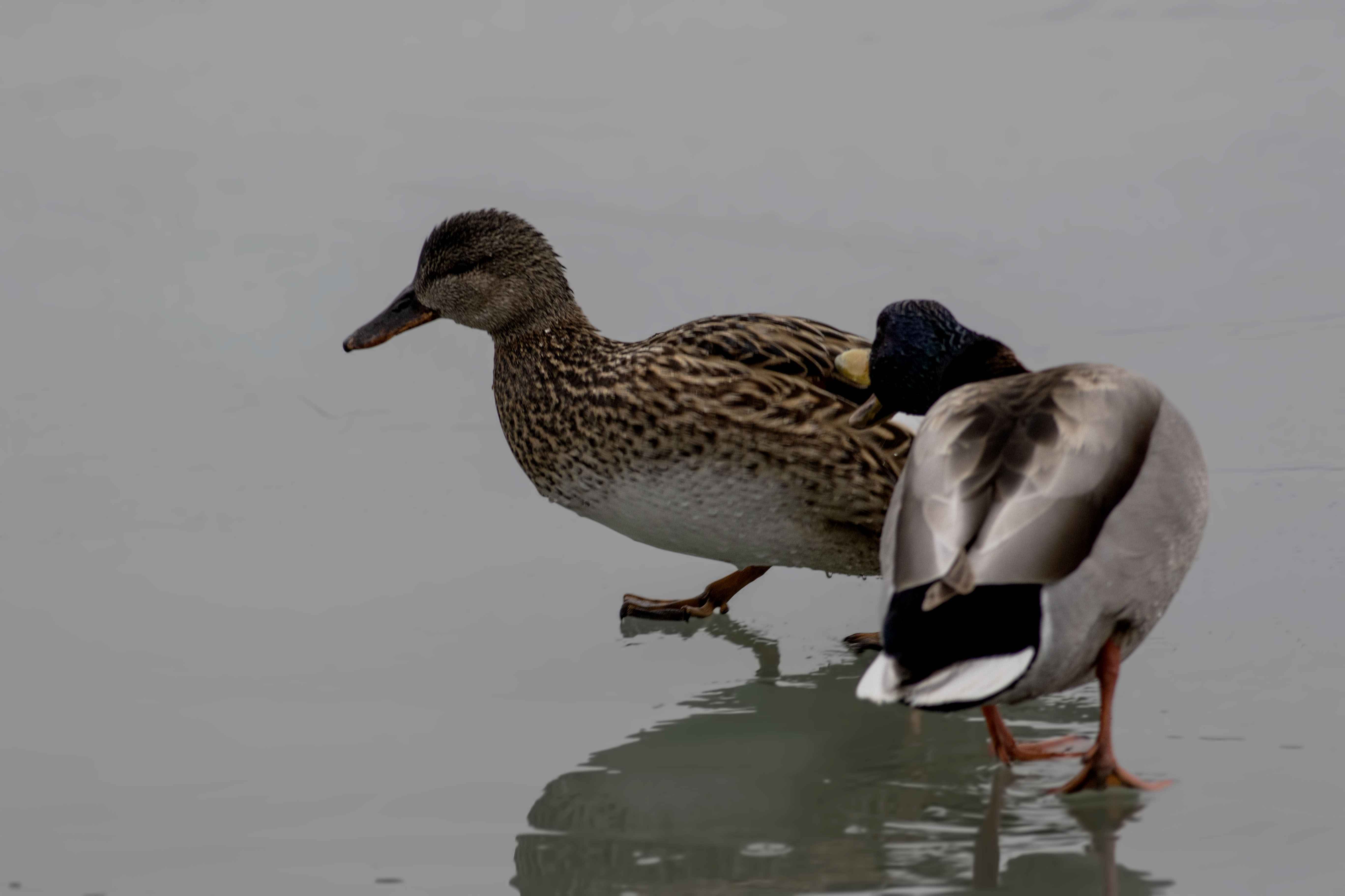 Gadwall