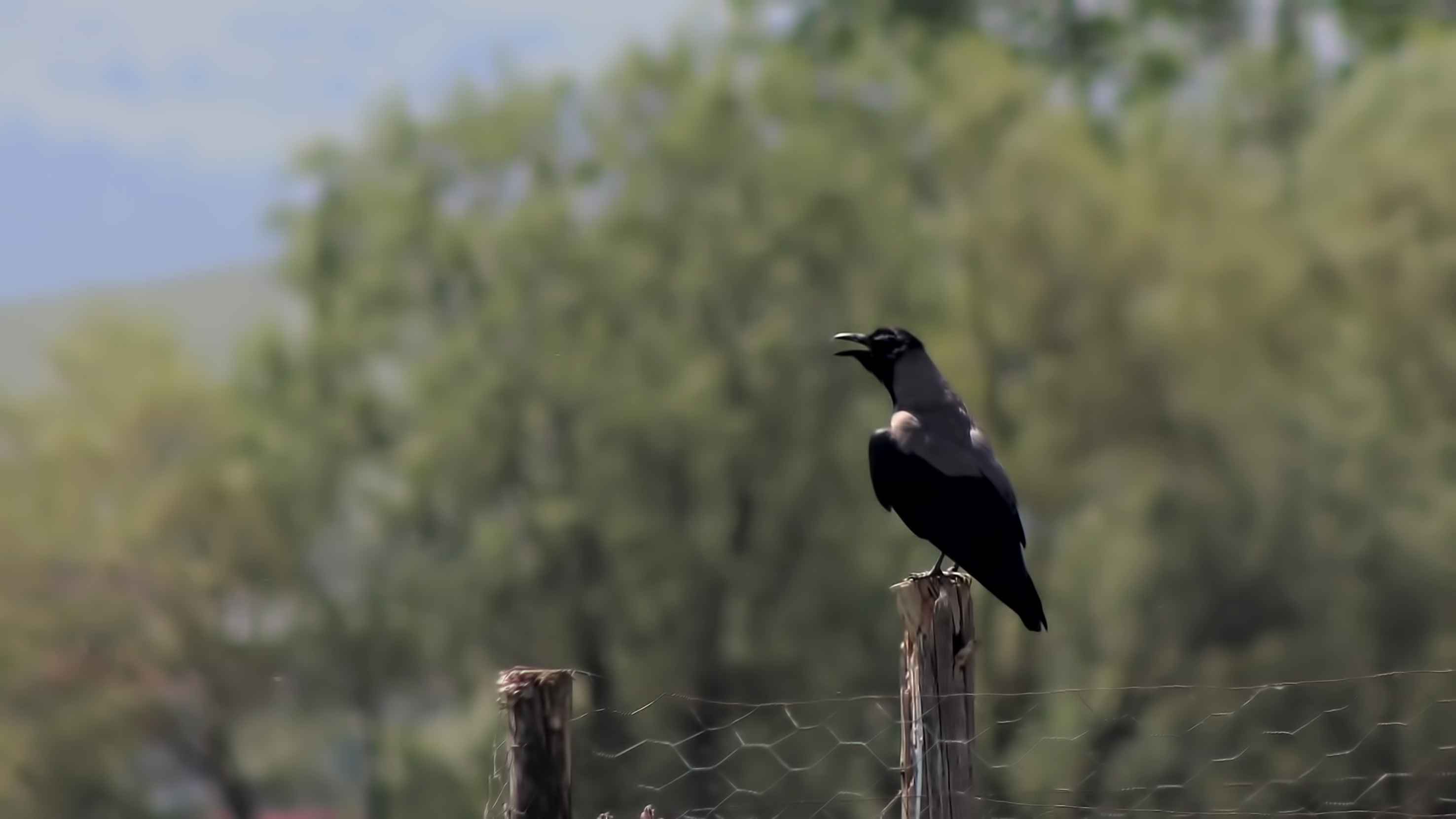 Hooded Crow