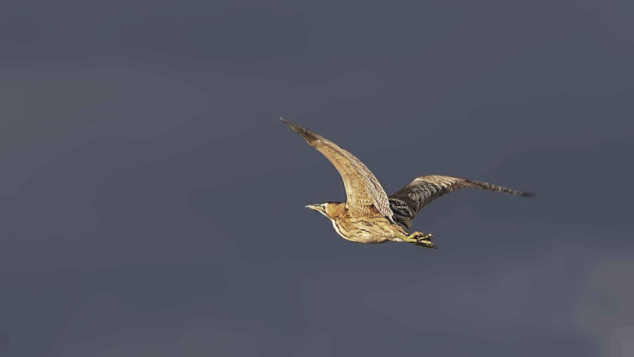 Great Bittern