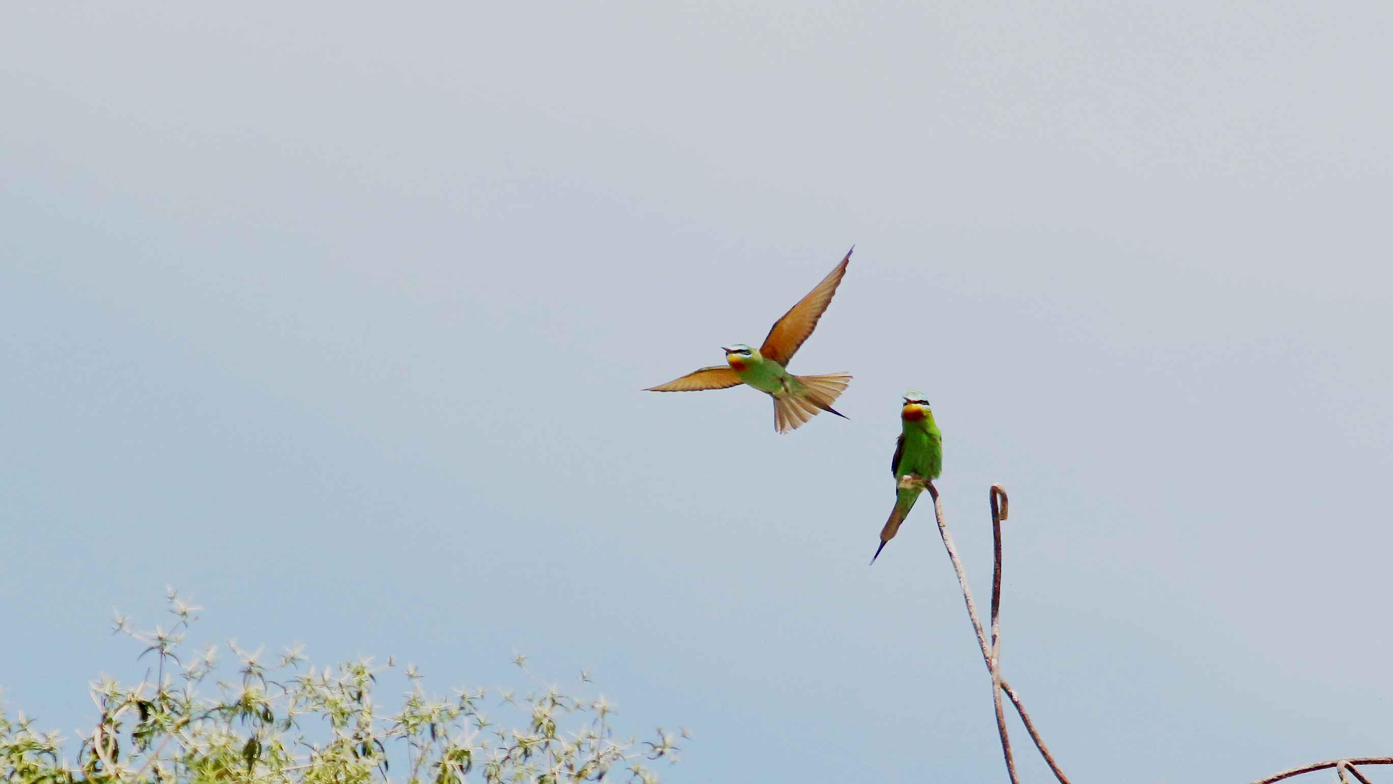 Blue-cheeked Bee-eater