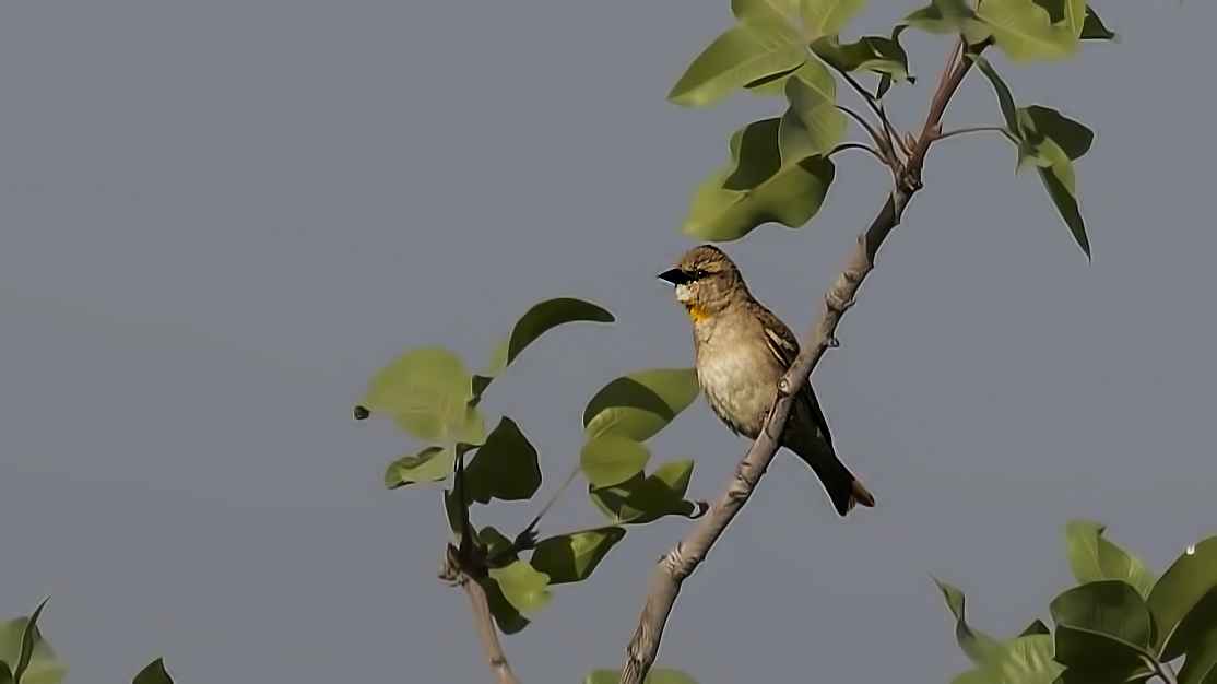 Yellow-throated Sparrow