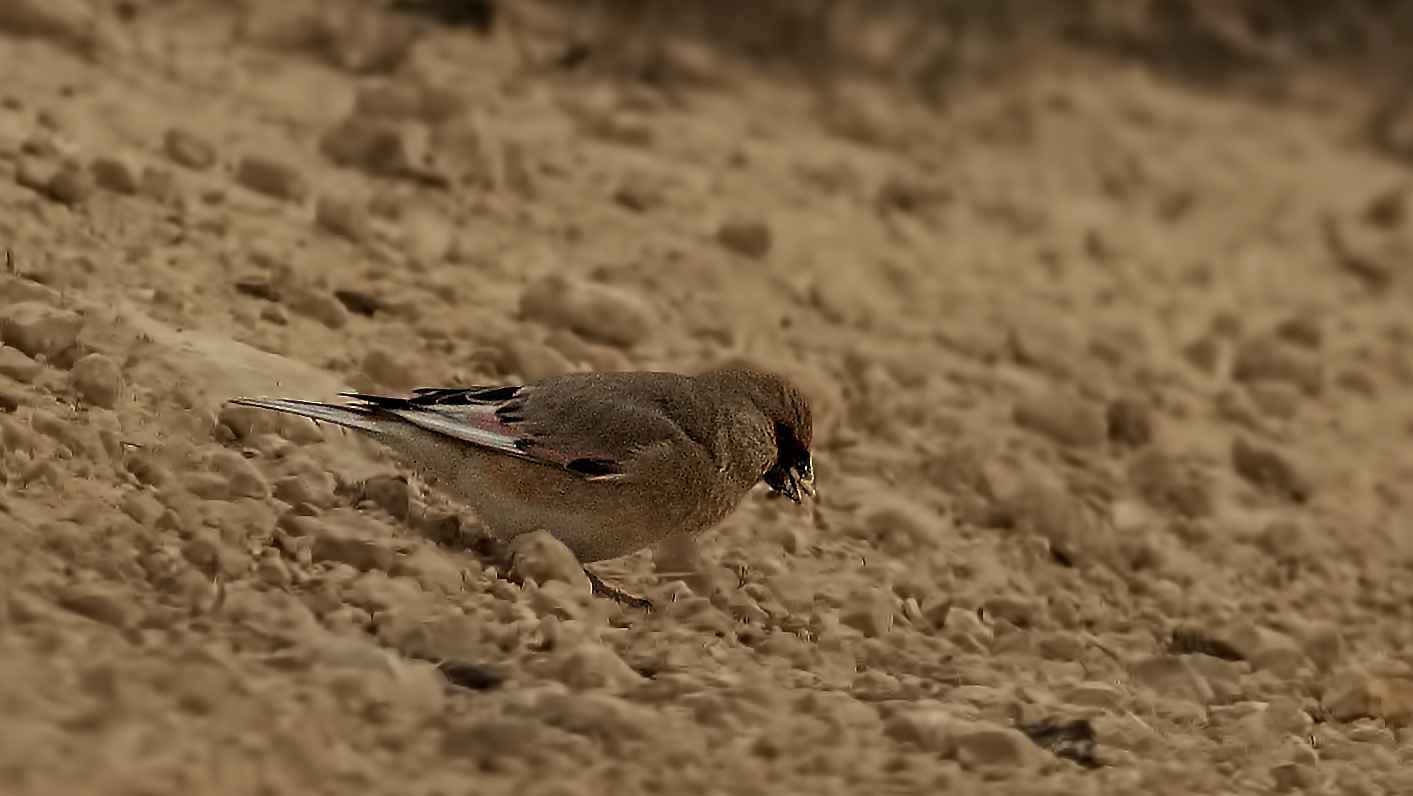 Desert Finch