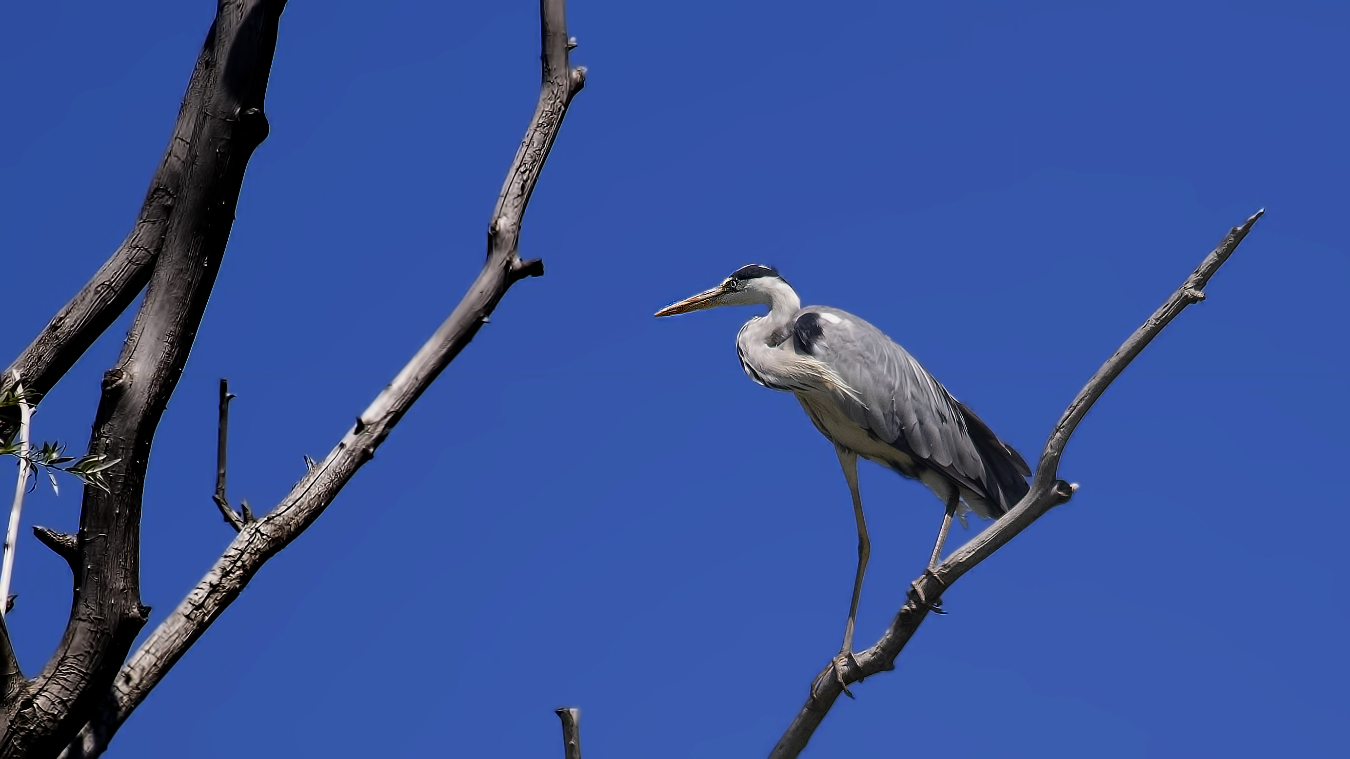 Gray Heron