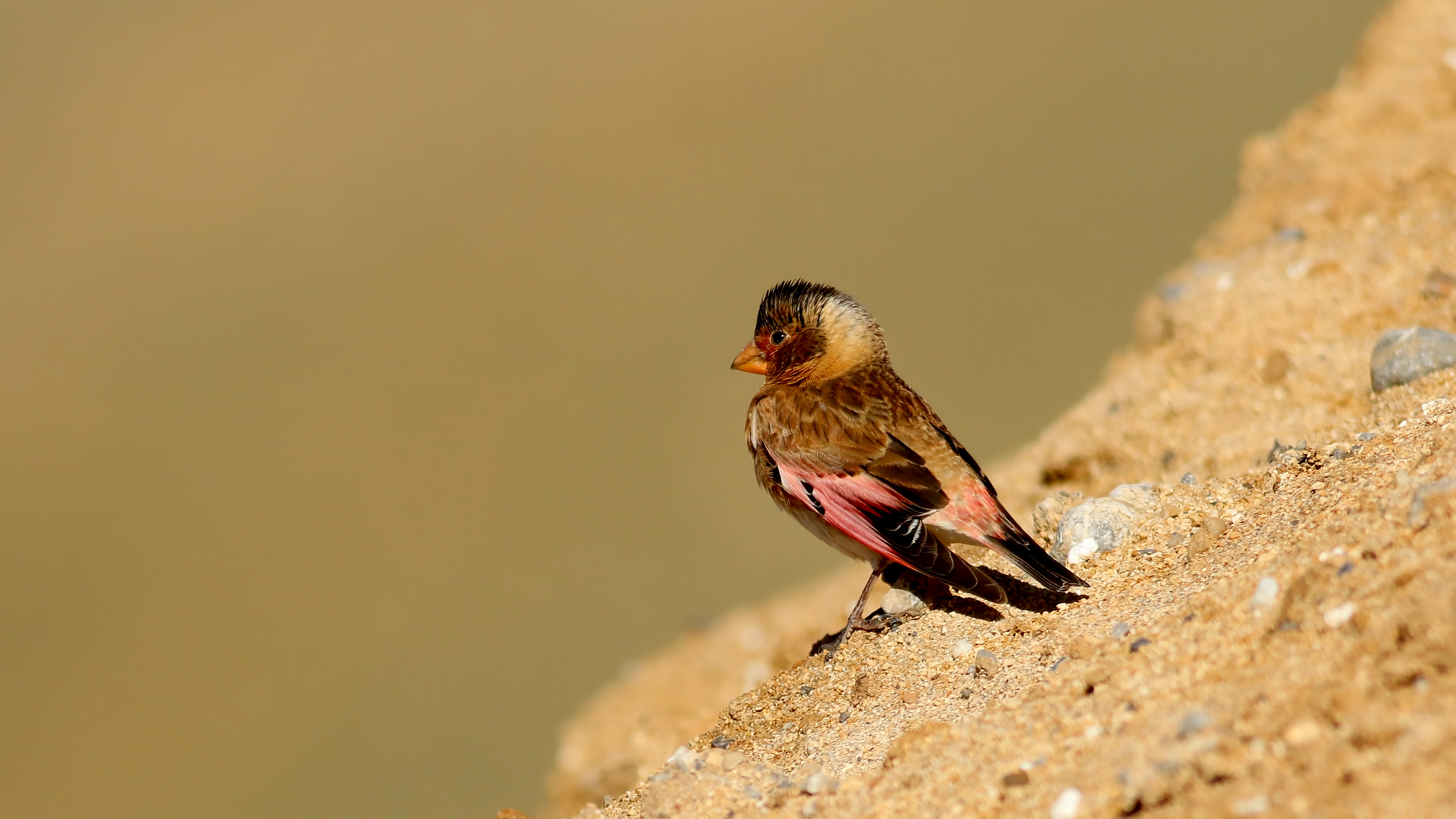 Crimson-winged Finch