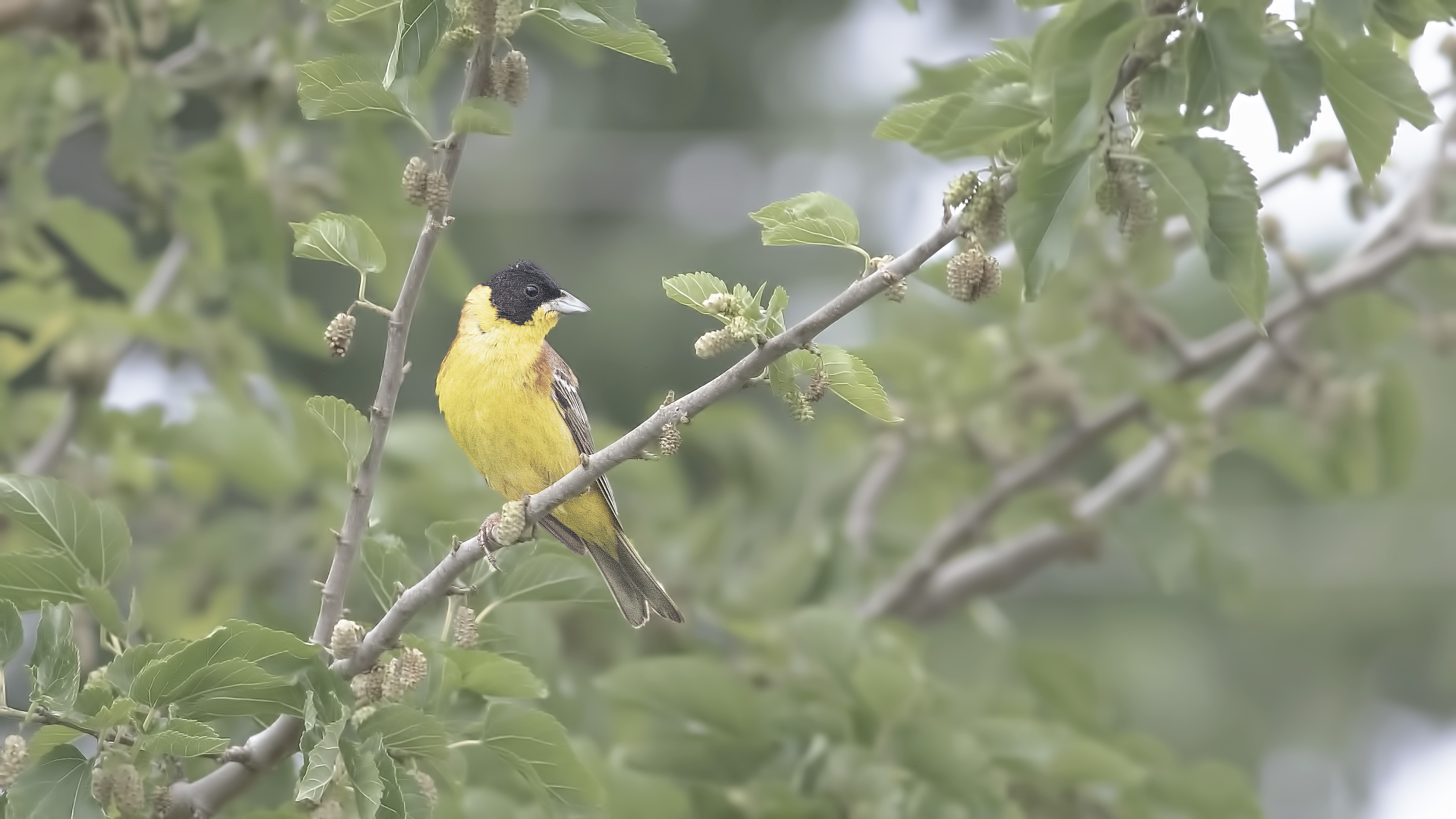 Black-headed Bunting