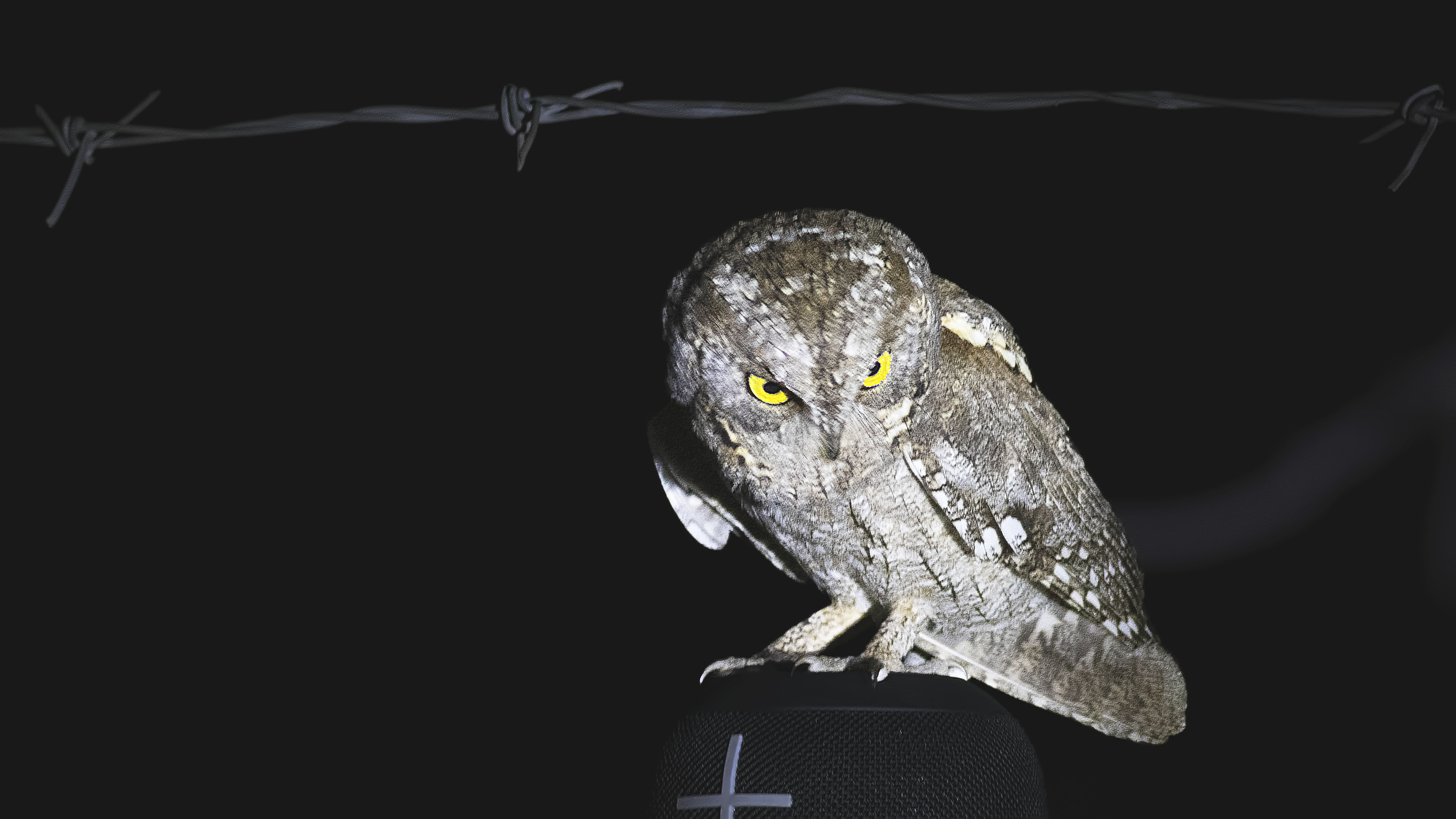 Eurasian Scops-Owl