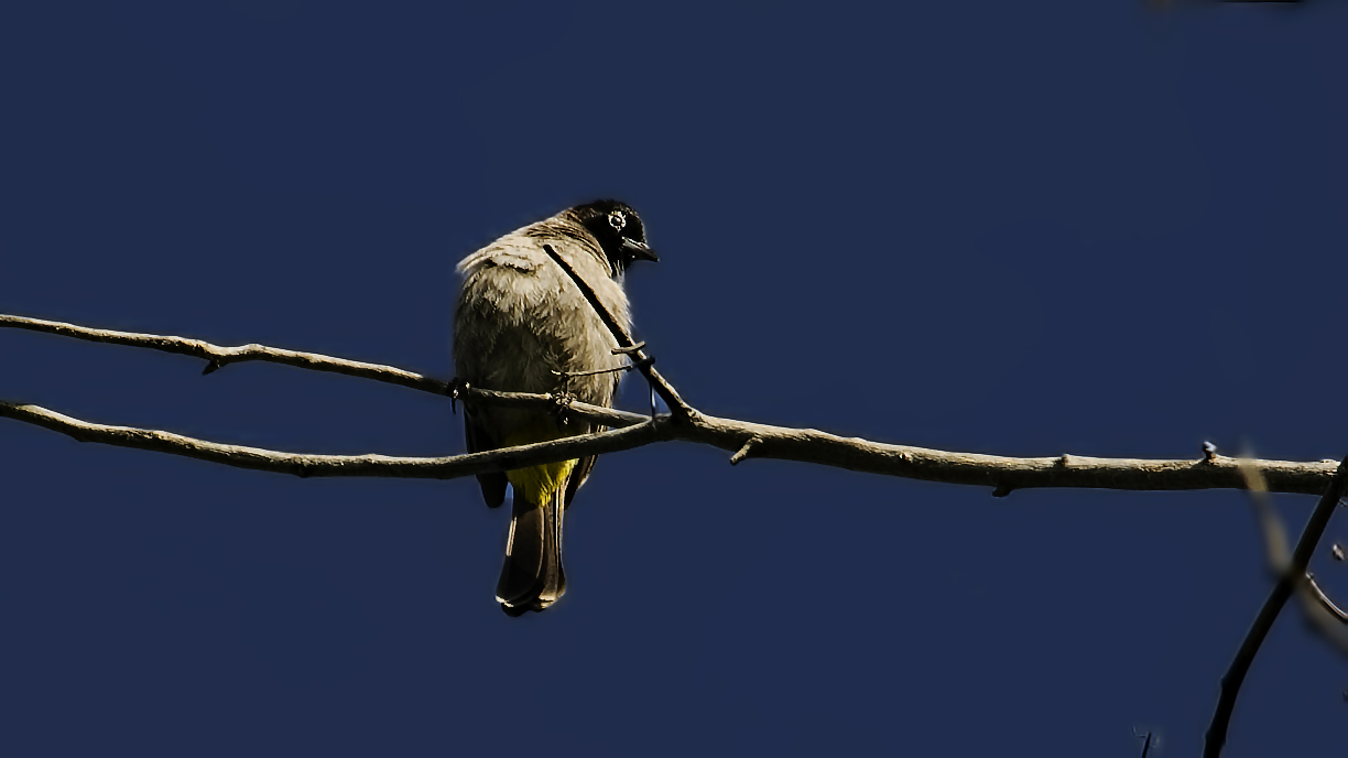 White-spectacled Bulbul