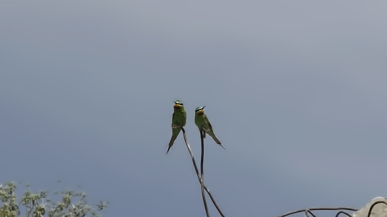 Blue-cheeked Bee-eater