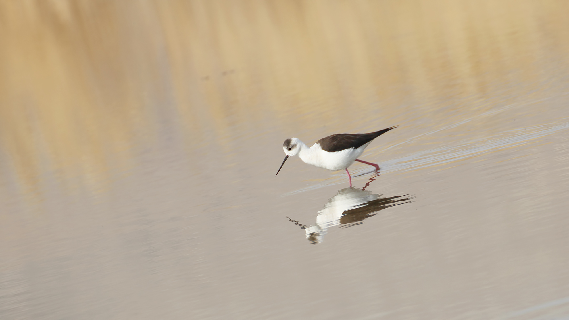 Black-winged Stilt