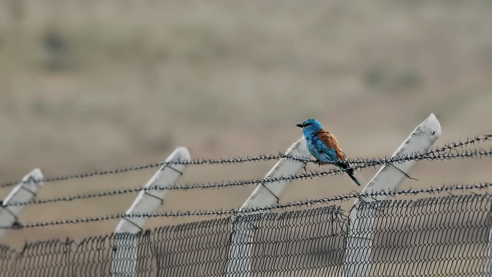 European Roller