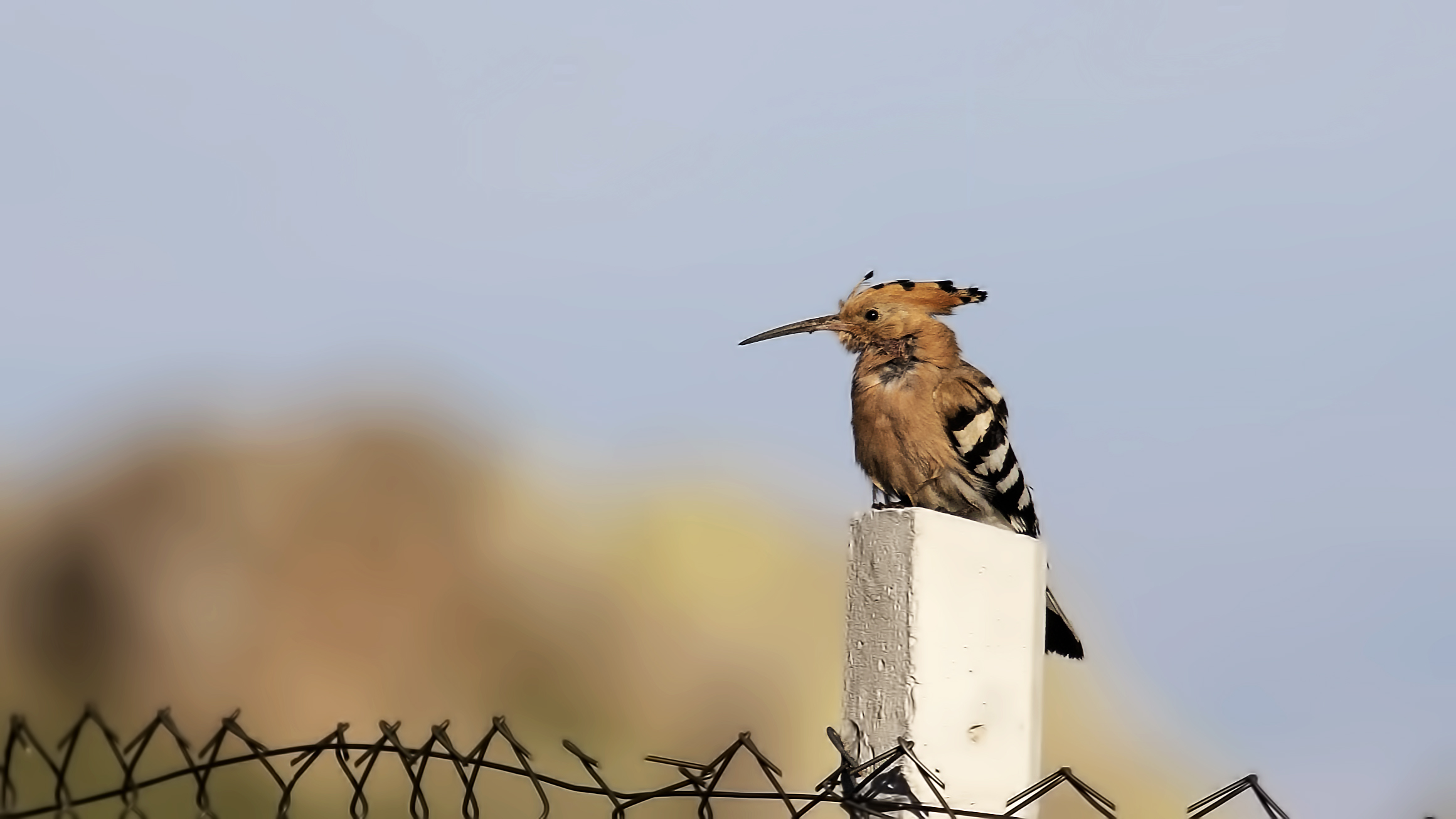 Eurasian Hoopoe