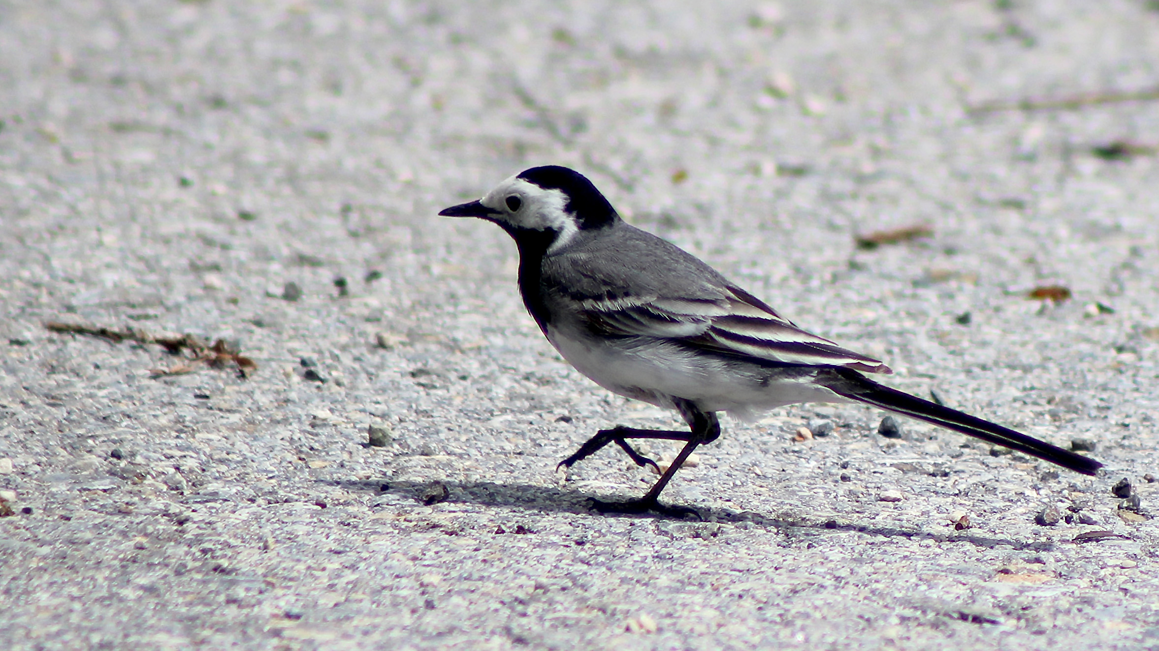White Wagtail