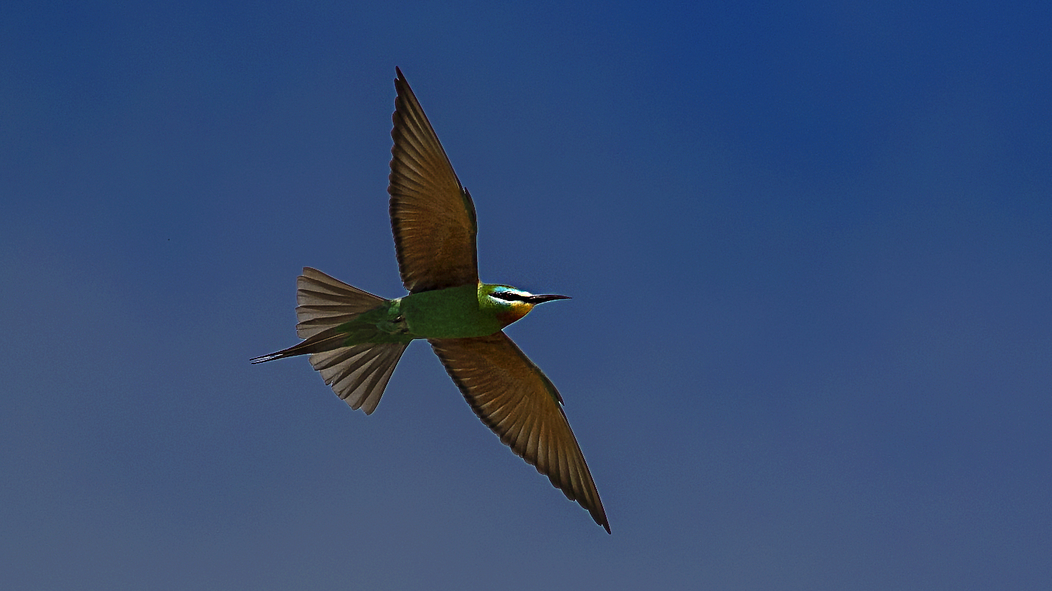 Blue-cheeked Bee-eater
