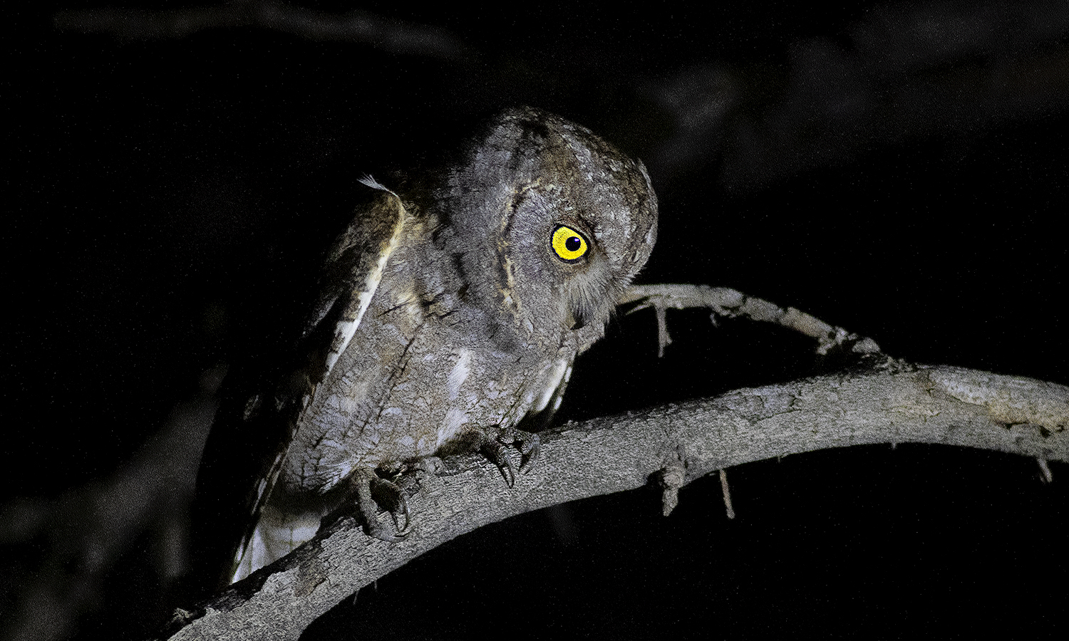 Eurasian Scops-Owl
