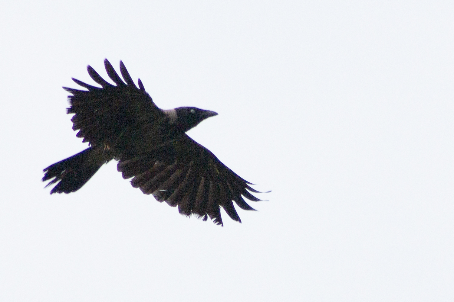 Hooded Crow