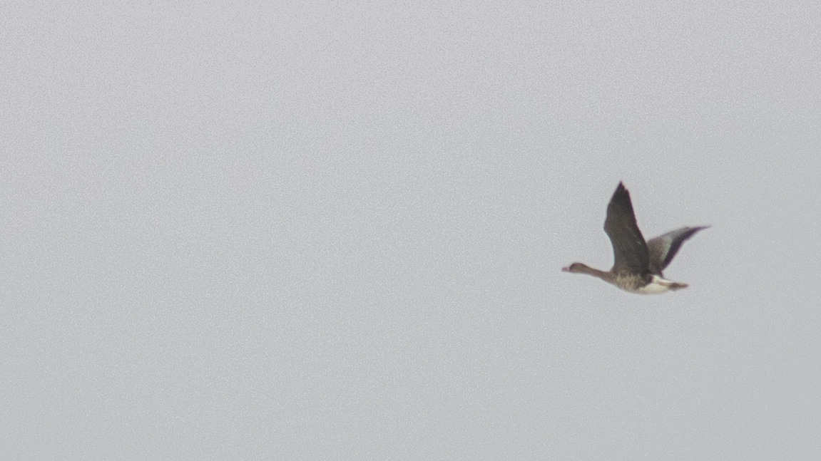 Greater White-fronted Goose