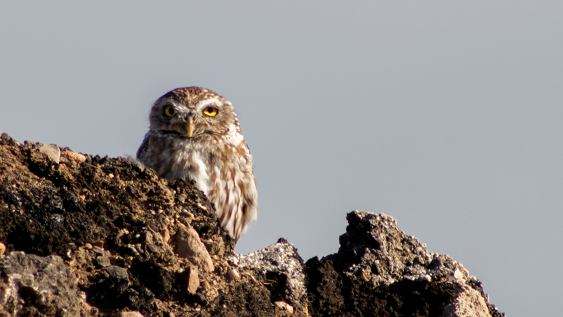 Little Owl