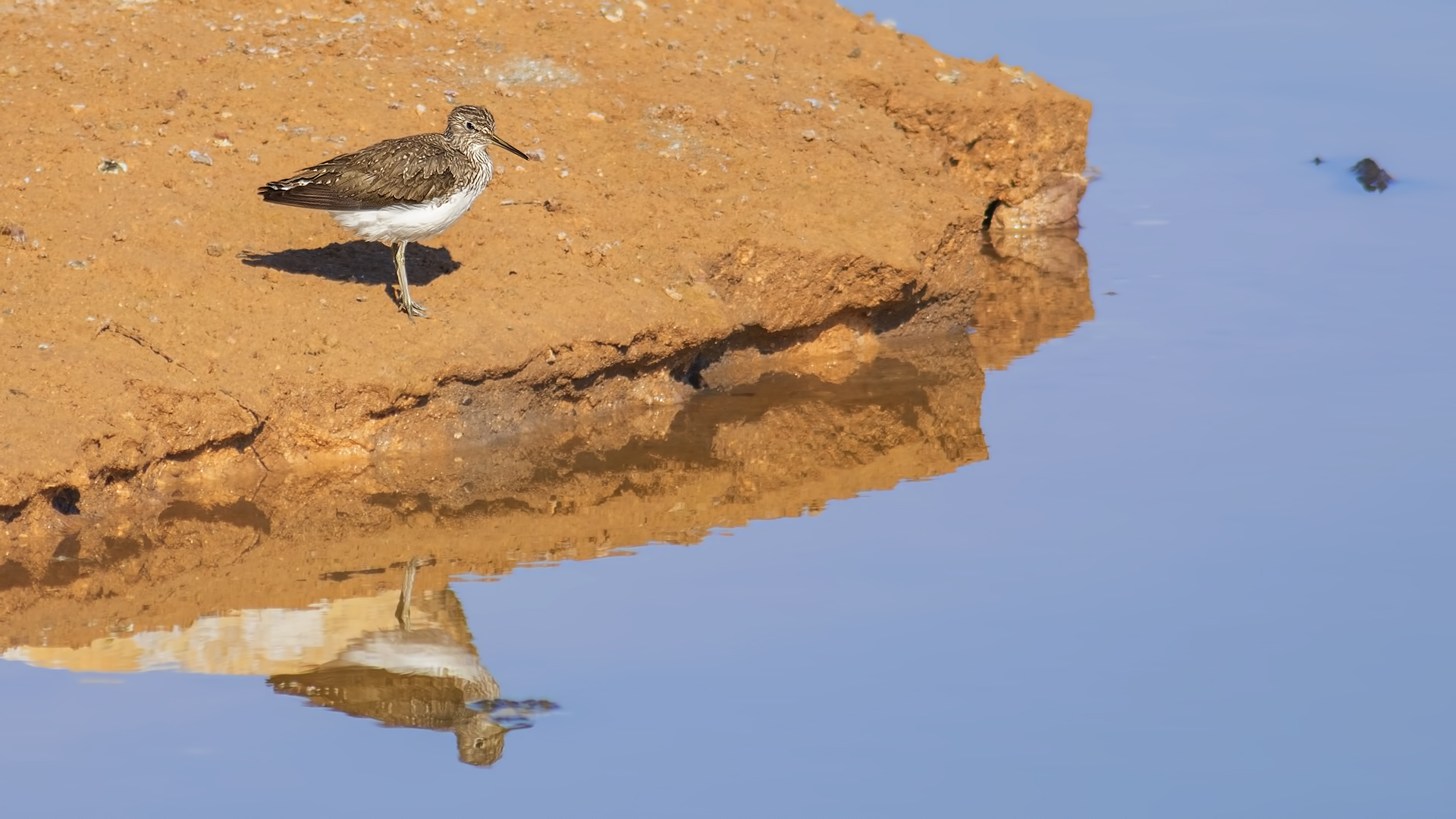 Common Sandpiper