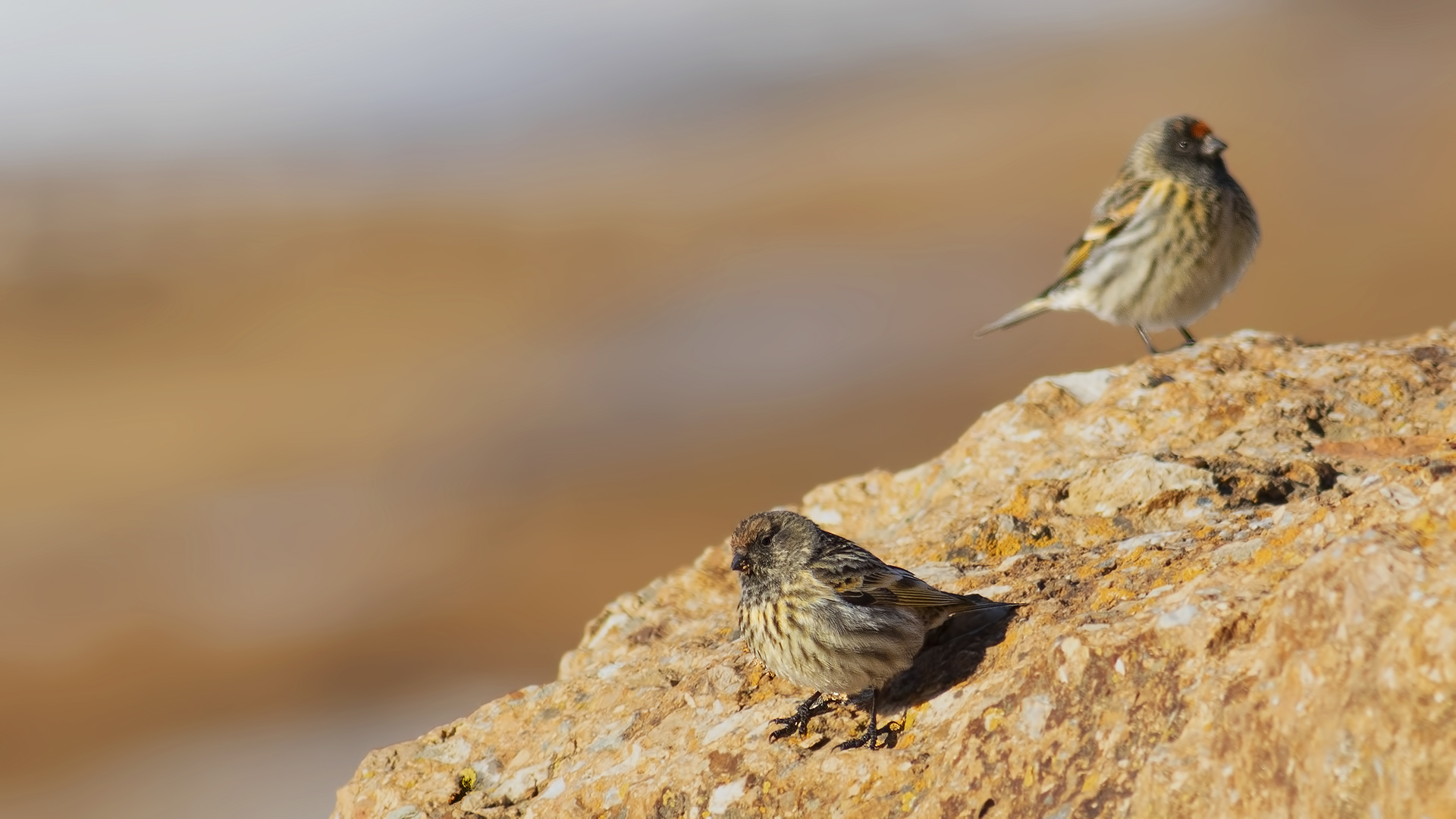 Fire-fronted Serin