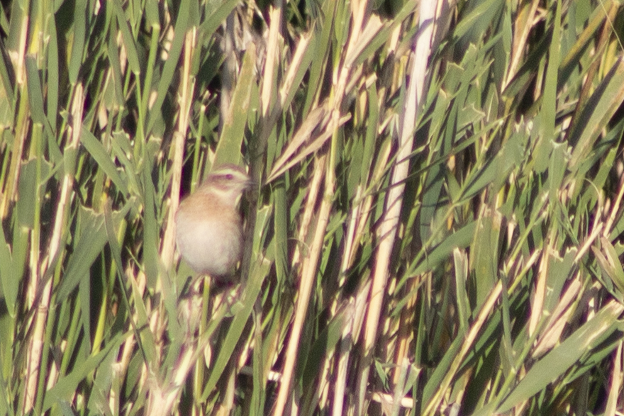 Moustached Warbler