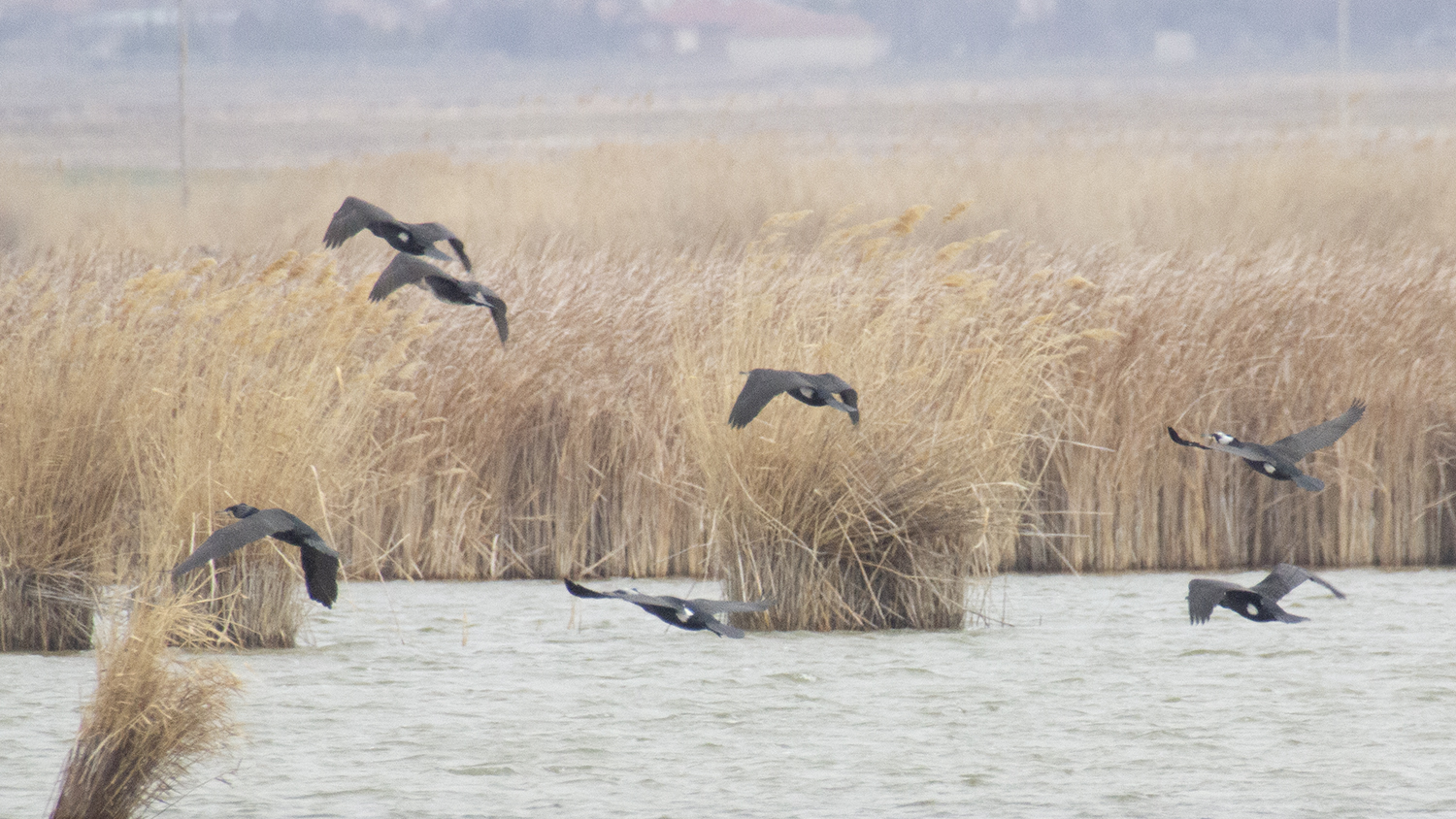 Great Cormorant