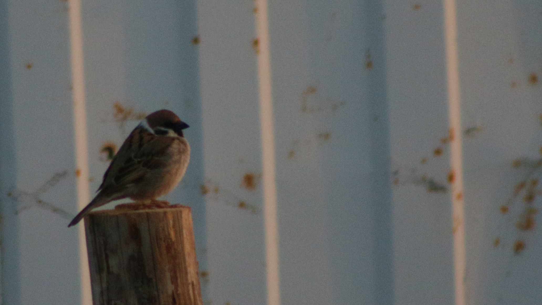 Eurasian Tree Sparrow