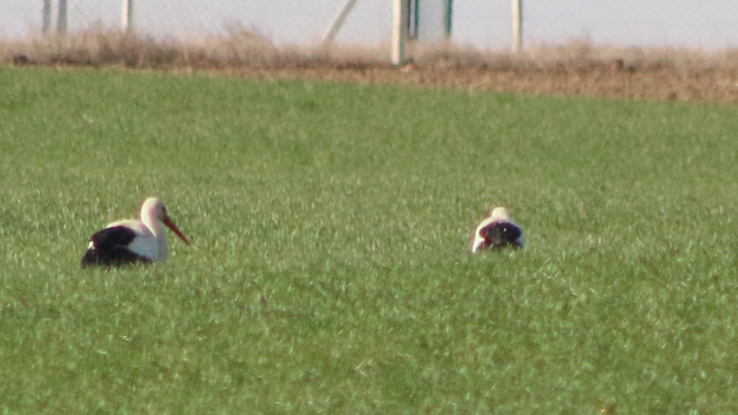 White Stork