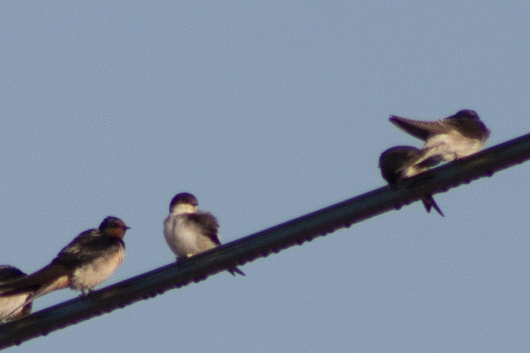 Common House-Martin — Ana fotoğraf