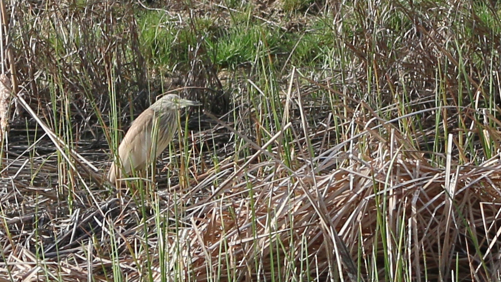 Squacco Heron