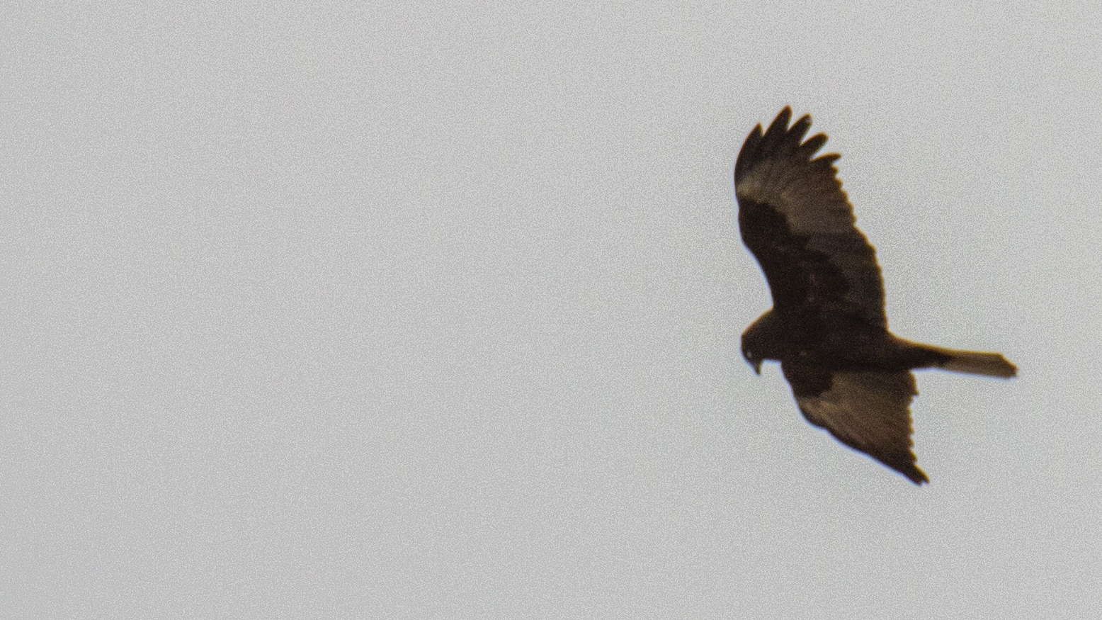 Eurasian Marsh-Harrier