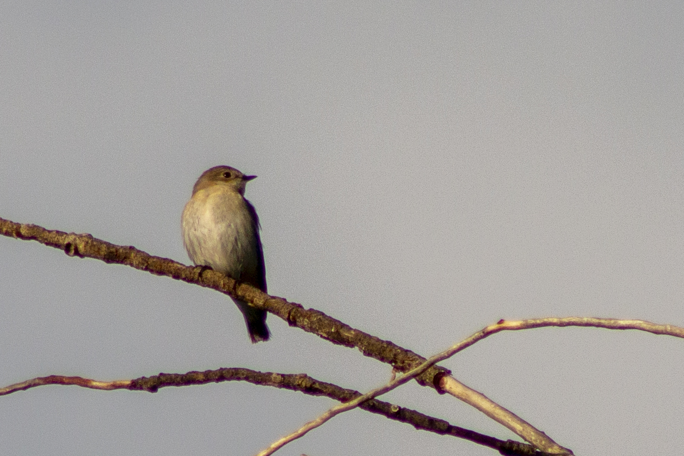 Red-breasted Flycatcher