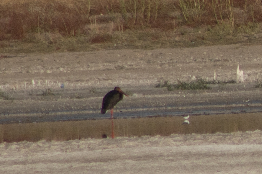 Black Stork