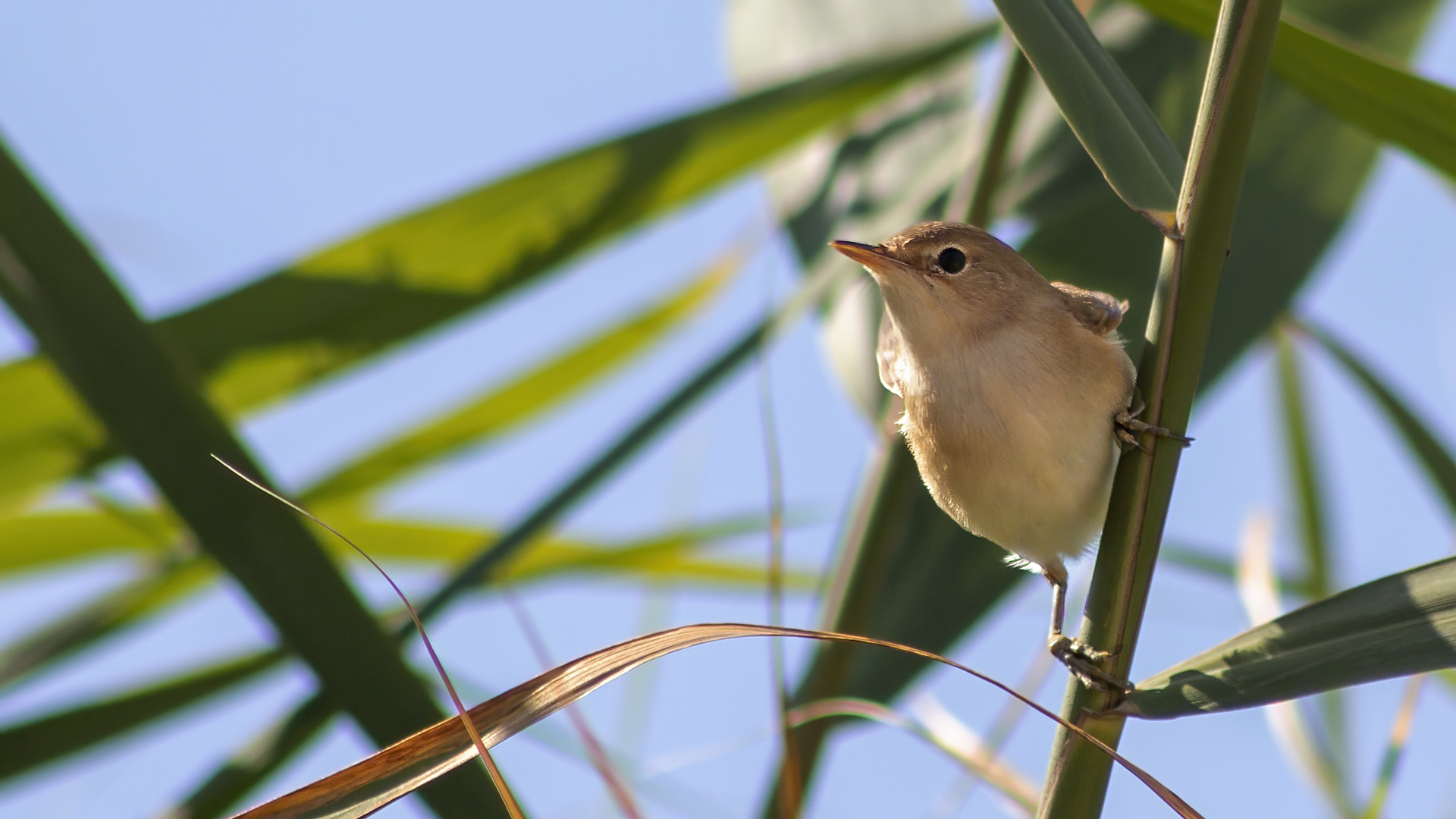 Eurasian Reed Warbler