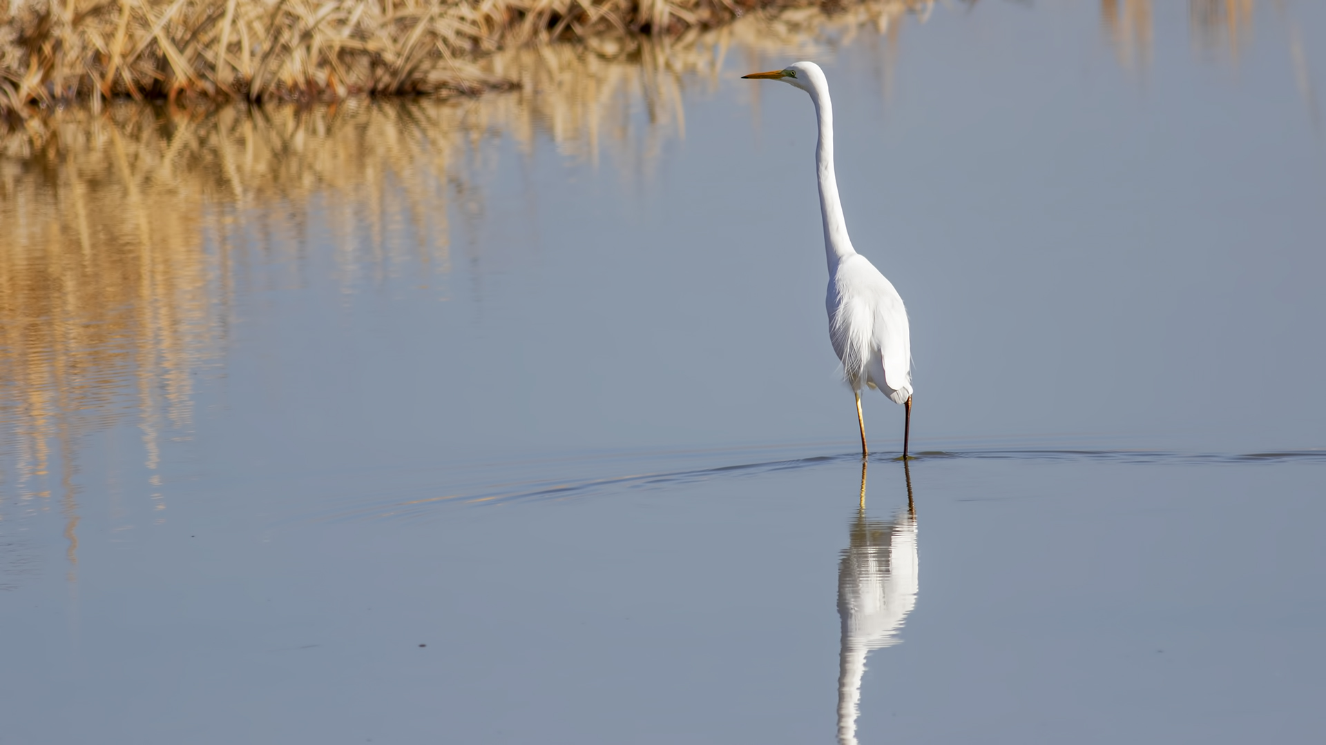 Great Egret