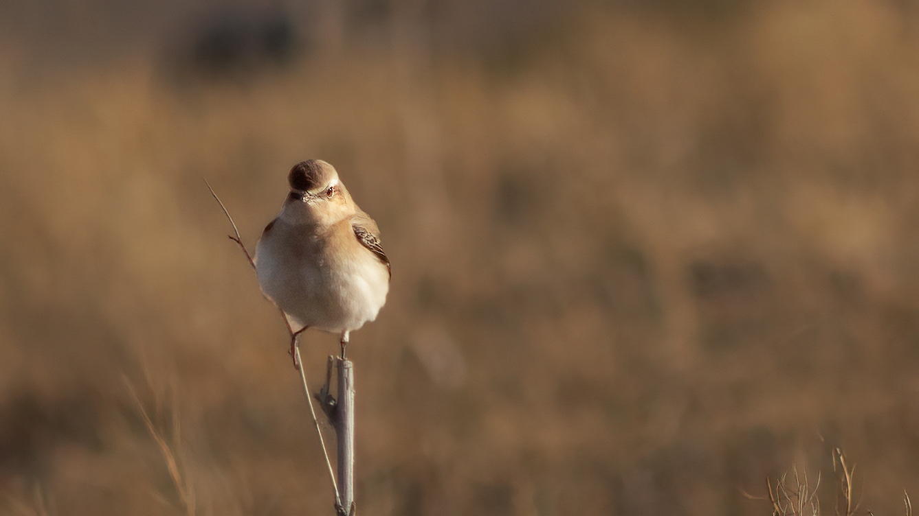 Northern Wheatear