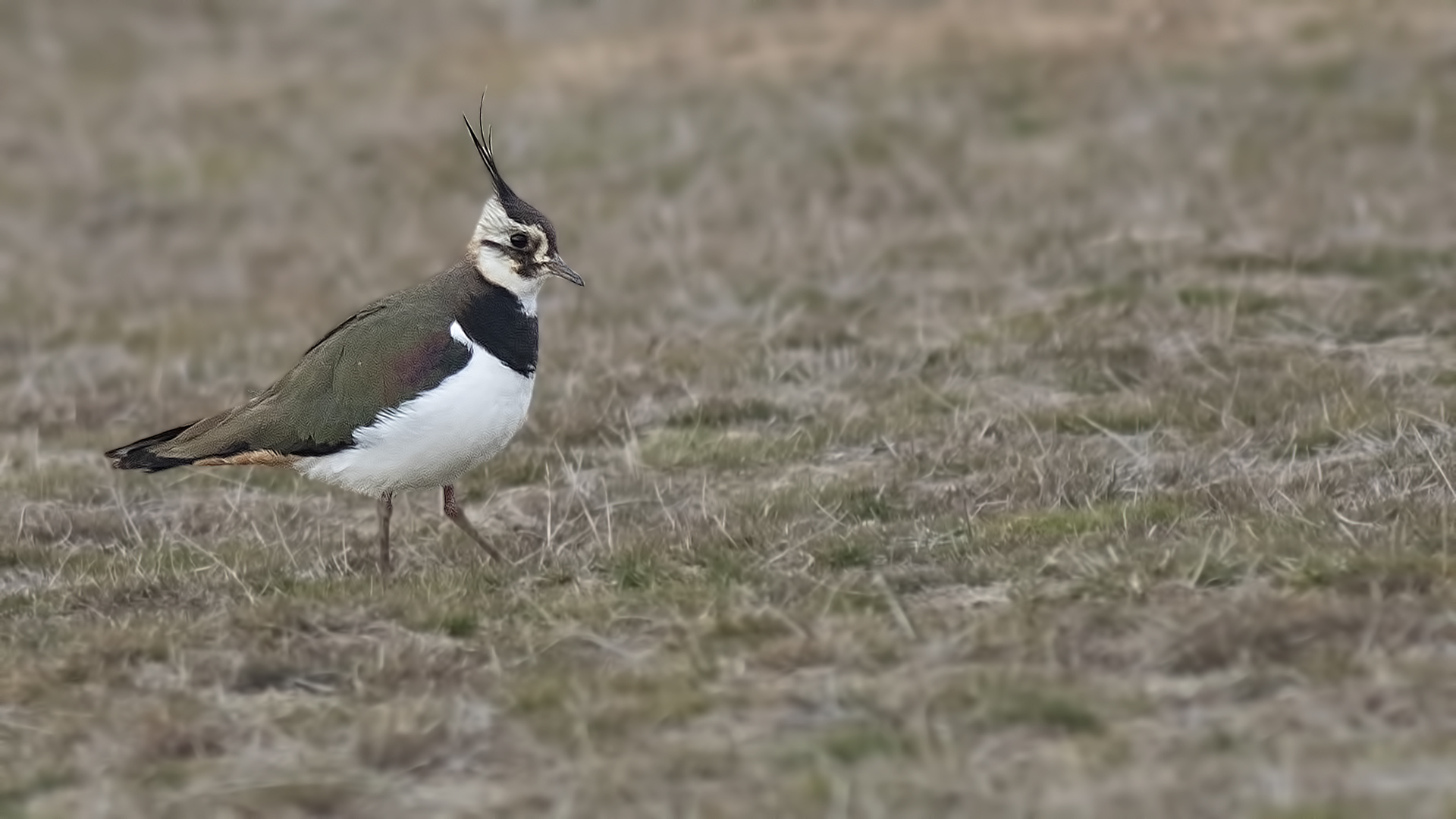 Northern Lapwing