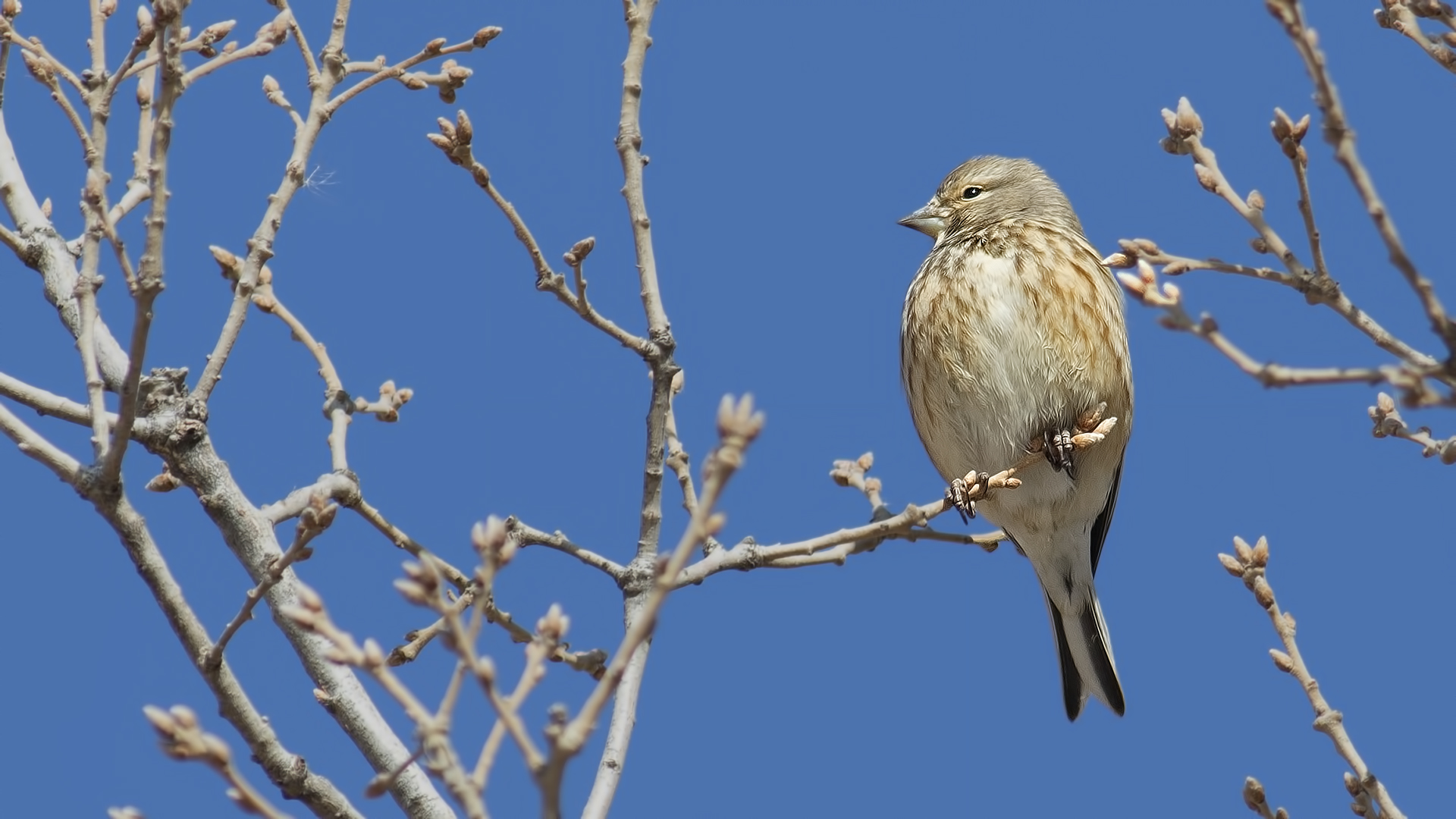 Eurasian Linnet