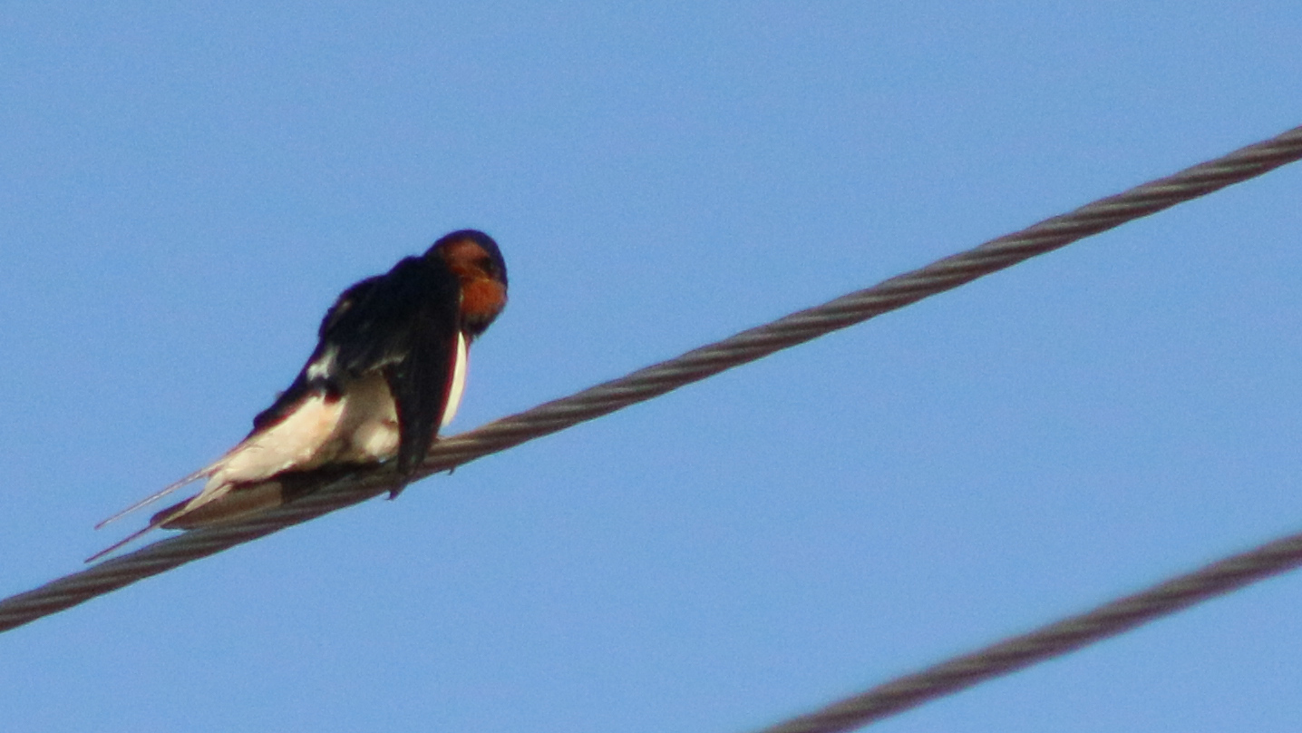 Barn Swallow