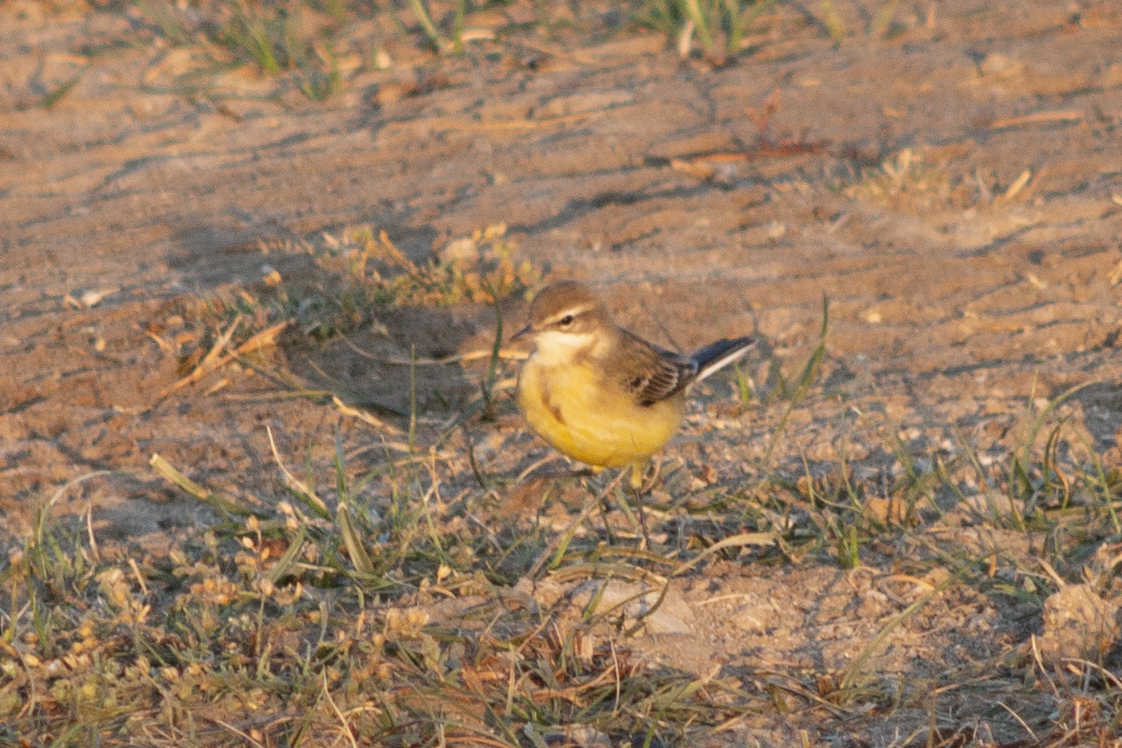 Western Yellow Wagtail