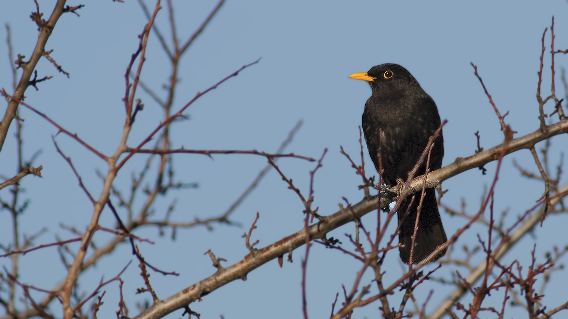 Eurasian Blackbird
