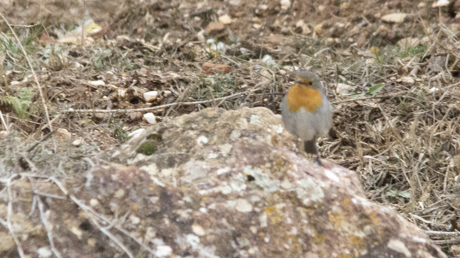European Robin