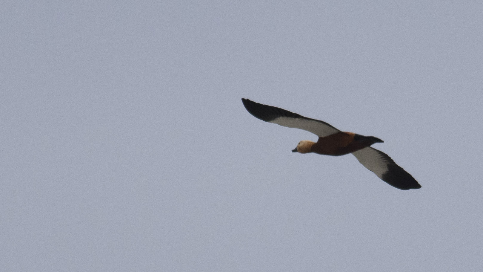 Ruddy Shelduck