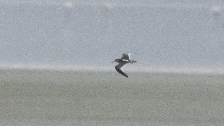 Common Sandpiper