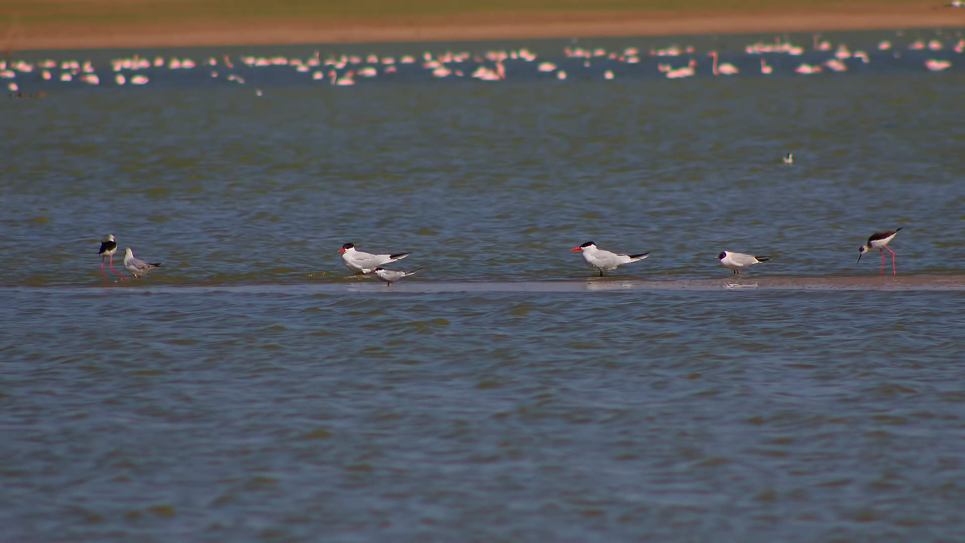 Caspian Tern