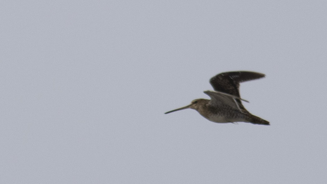 Common Snipe