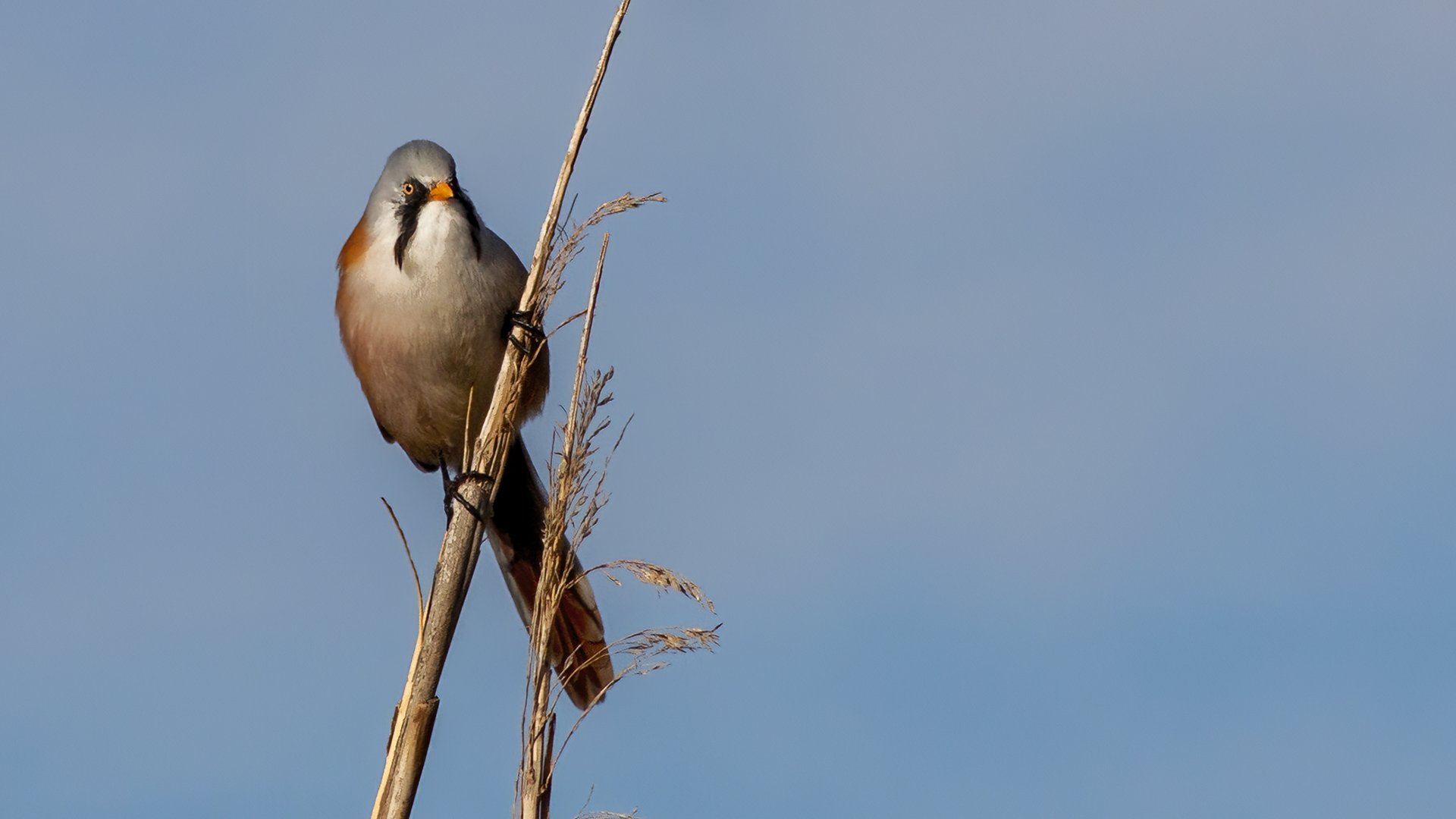 Bearded Reedling